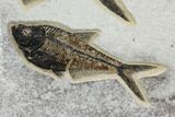 Two, Detailed Fossil Fish (Diplomystus) - Wyoming #151605-3